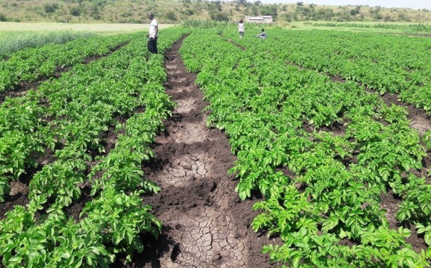 eritre tarım eritre tarım